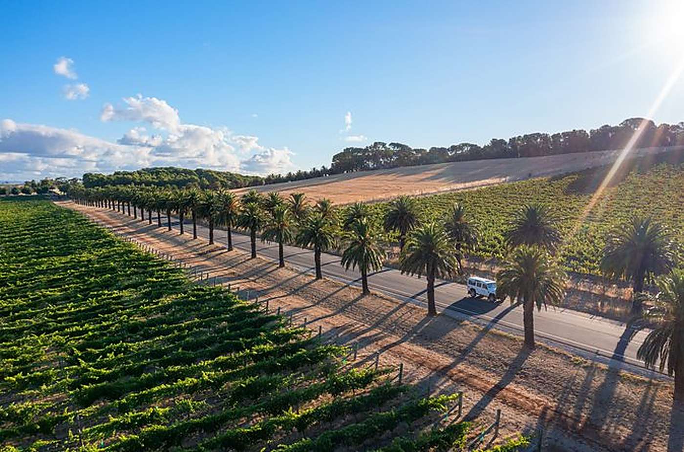 An avenue of date palms running through the vineyards, seen from the air