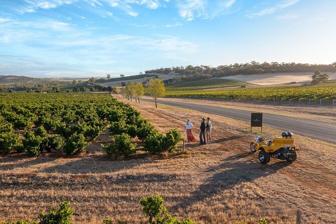 Dry summer paddocks and vine rows at dusk