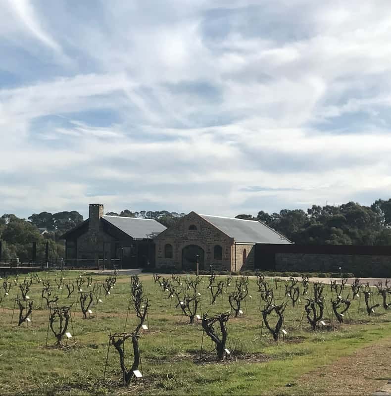 Old bush vines pruned for winter in front of a low stone winery