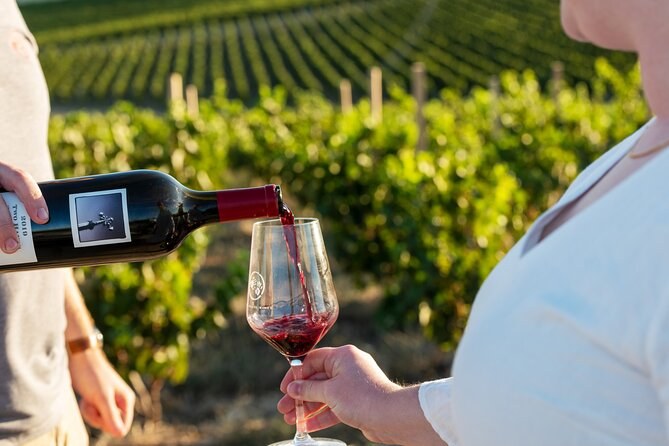 Red wine being poured into a glass in front of rows of vines