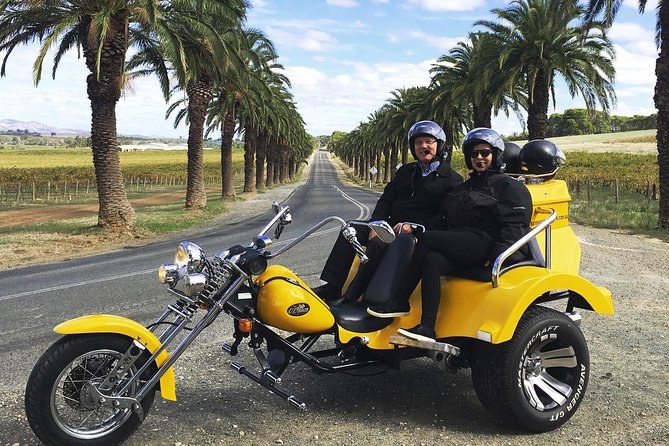 A trike riding down a road lined with tall date palms between the vineyards